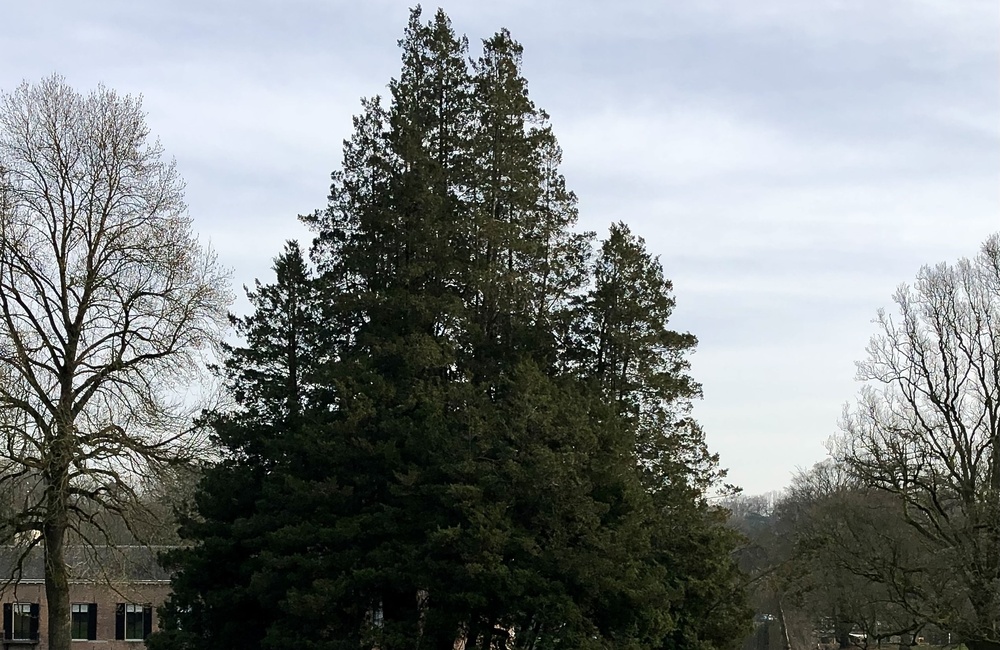 Park met oude bomen