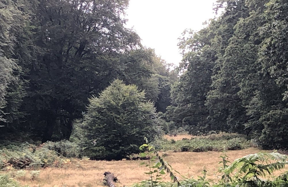 Lange Weide in de laagte bij Klaphek - 2026