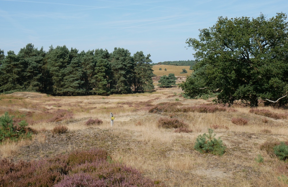 Burg. Bloemersweg, zicht op de Elsberg - 2016
