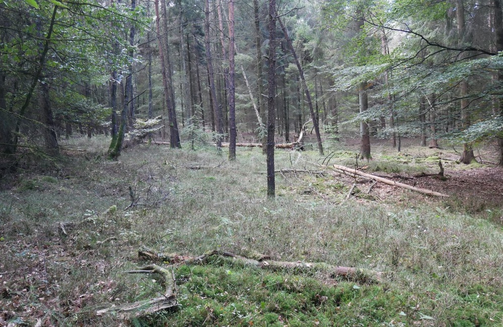 Het Veld met sparren en dennen - 2016
