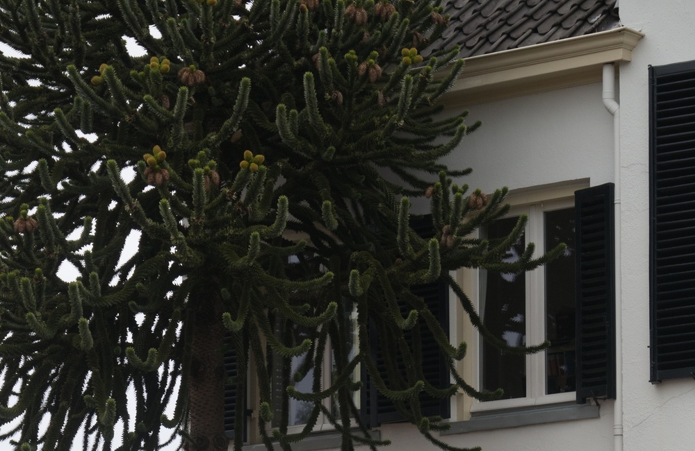 Linkerhoek 2016