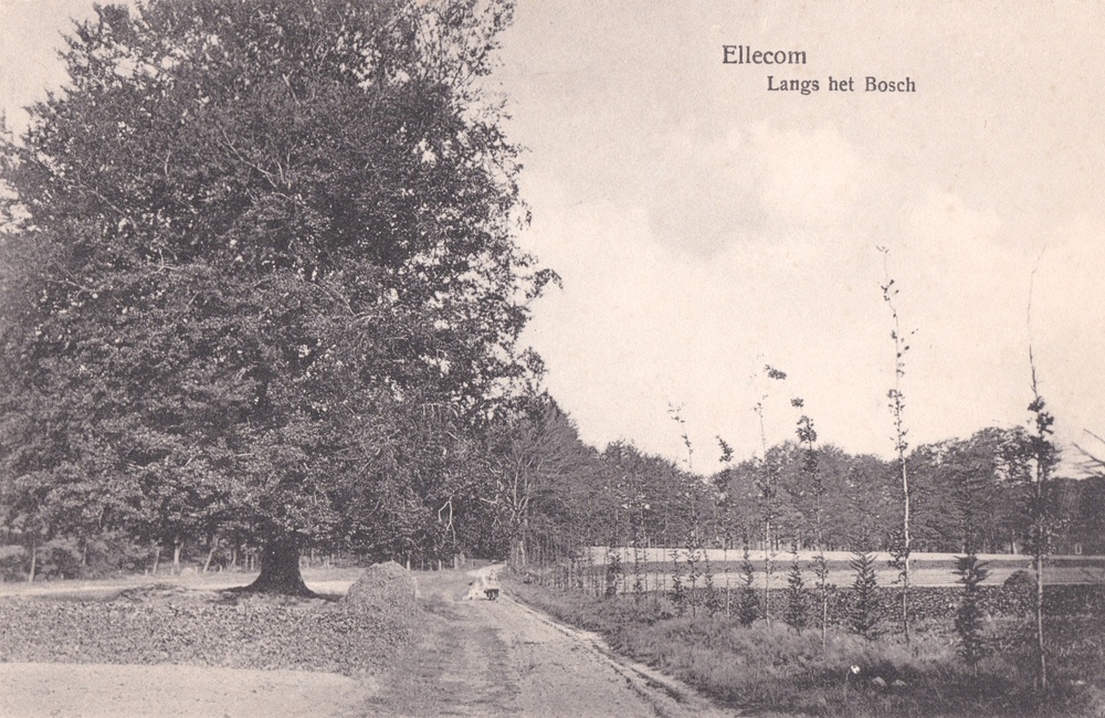 Oude Arnhemseweg, de Dikke Beukenboom - 1923