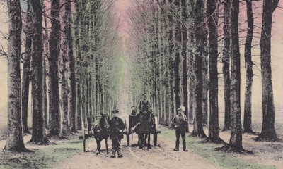 Schuine Allee Dieren