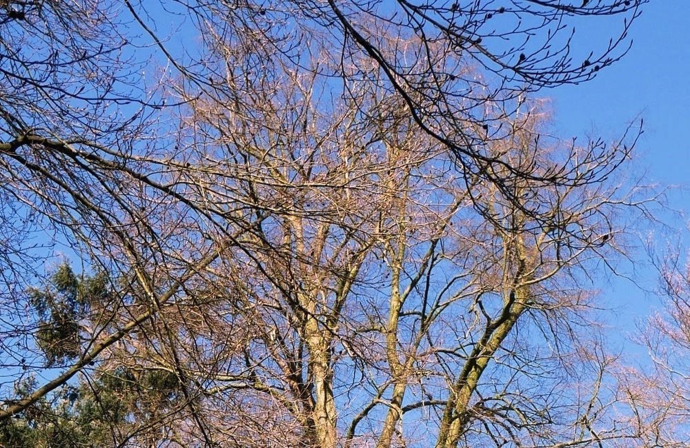 Parktuin Bergstein