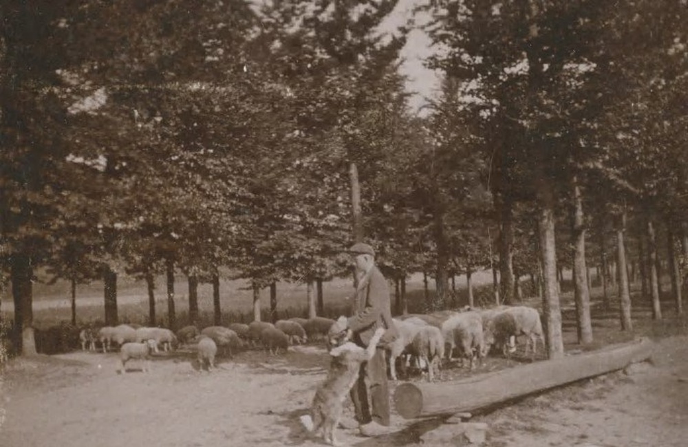 Herder op Pinkenberg - 1920