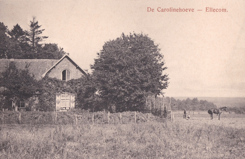 Carolinahoeve, ingekleurd - 1925