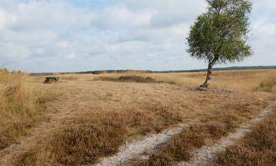 Doornstruik