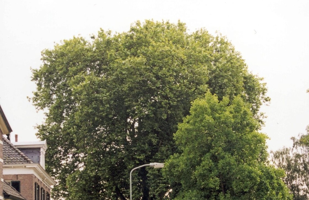 Plataan in 1999