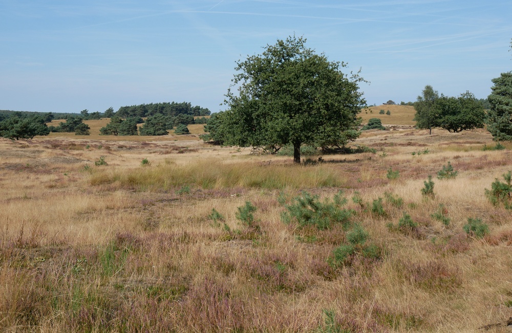 Noordzijde Burg. Bloemersweg - 2016