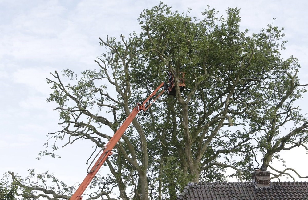Een plataan uit ongeveer 1800