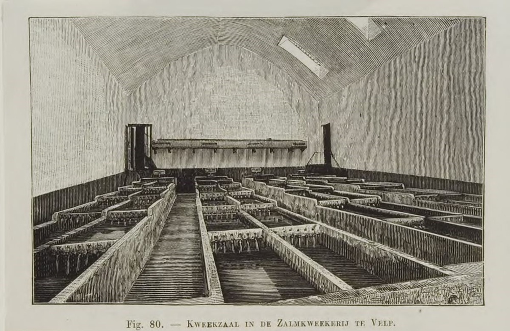 Kweekbakken omstreeks 1900