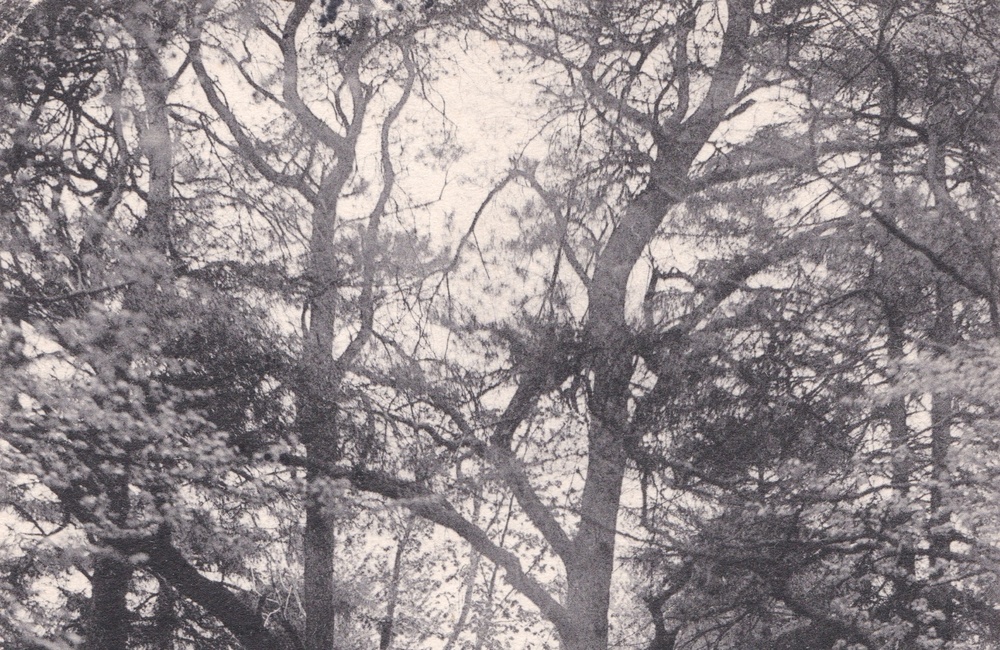 Carolinaberg - 1913