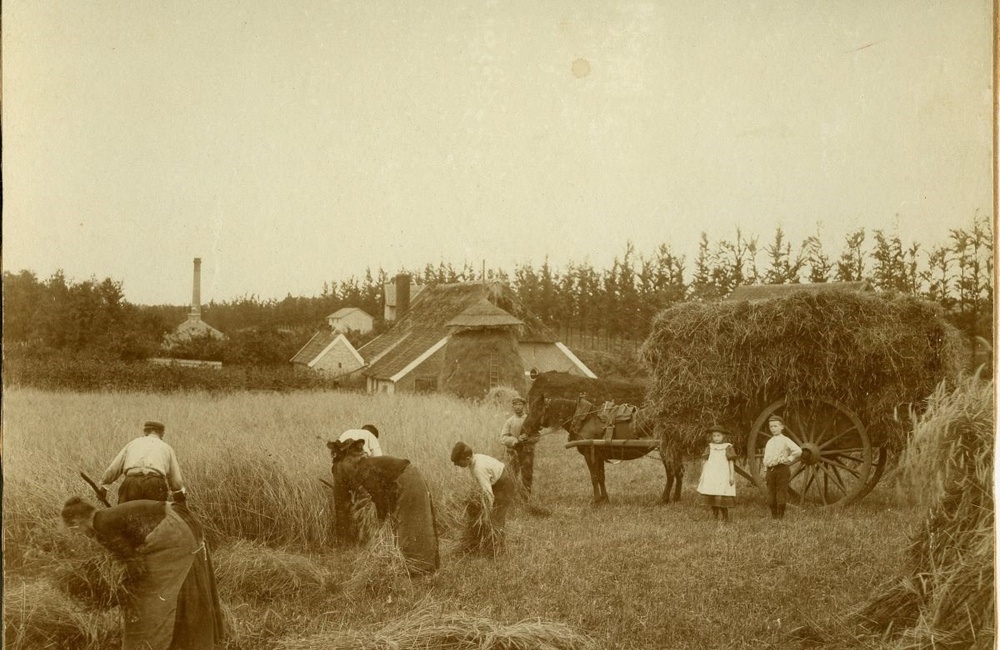 Oogst op Pinkenberg - 1930