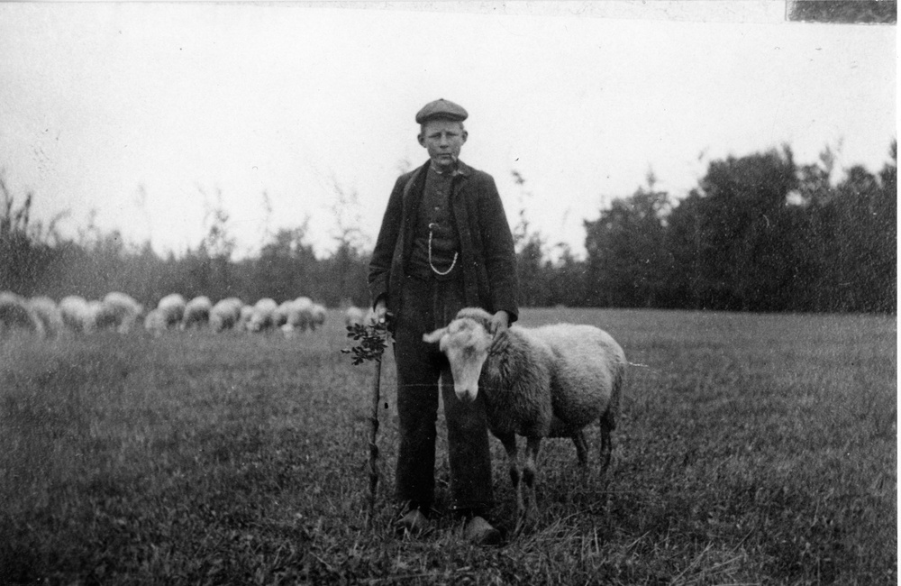 Schaapherder op de Pinkenberg - 1920