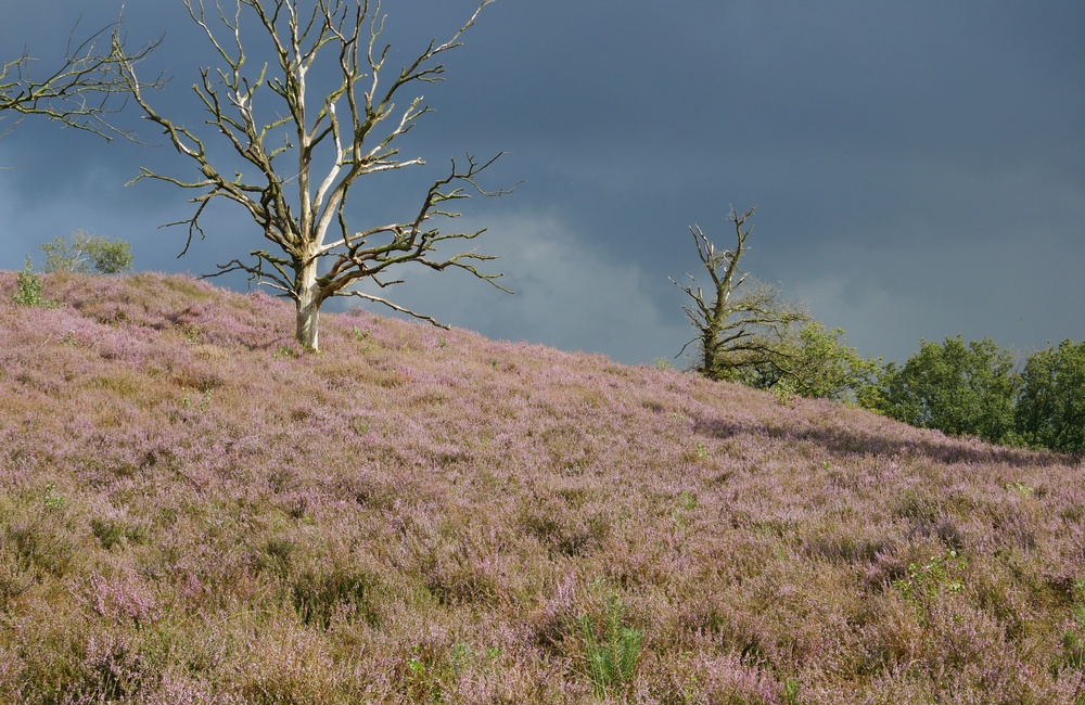 Kraaienberg - 2016