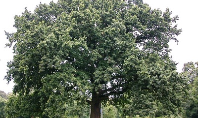 Park Daalhuizen