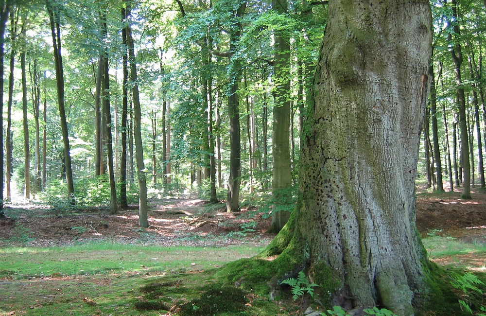 Parkbos (2009)