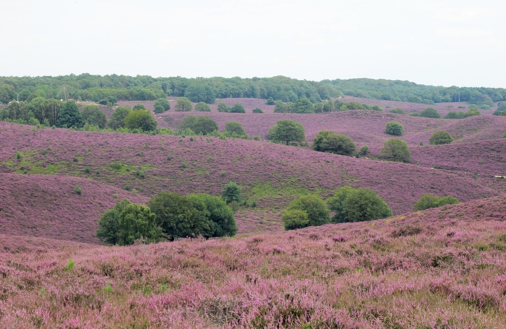 Stuwwallenlandschap Herikhuizerveld 2011