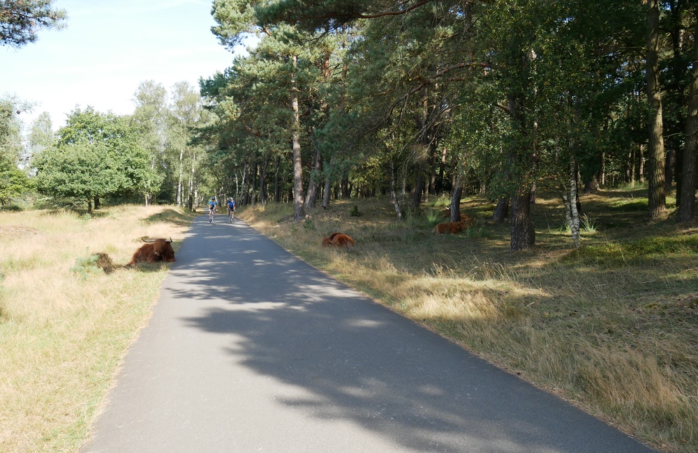 Burg. Bloemersweg met Schotse Hooglanders - 2016