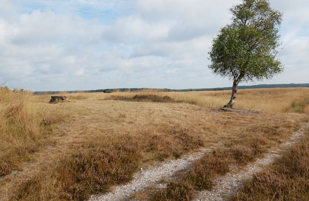 Doornstruuk - 2016