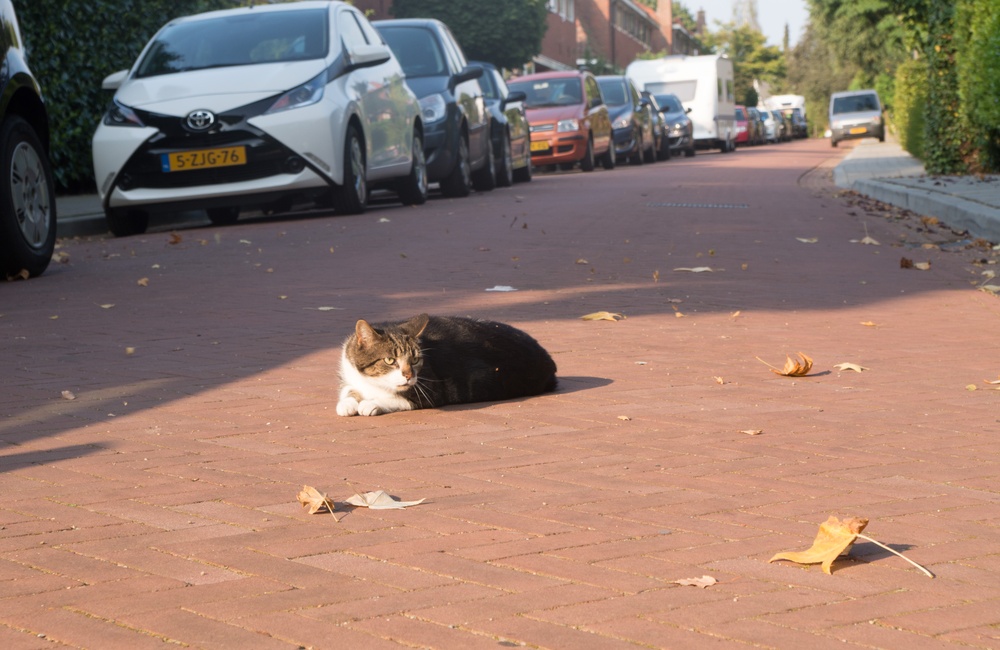 Torckstraat