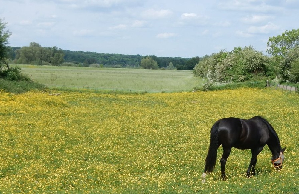Voorjaarsbeeld richting Veluwe   - 2016