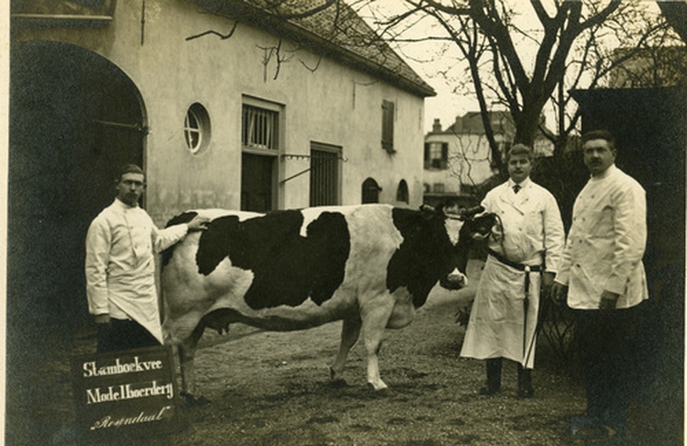 Stamboekvee