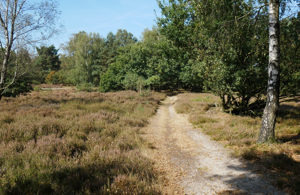 De Tafelberg richting hek naar de rondweg - 2016