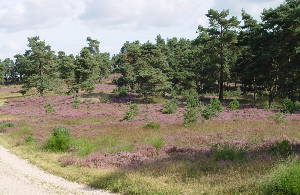 Tonnetjes 2007