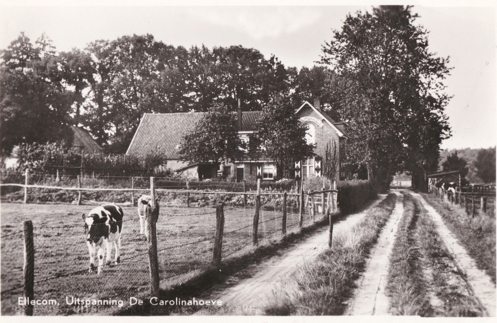Carolinahoeve, ingekleurd - 1948
