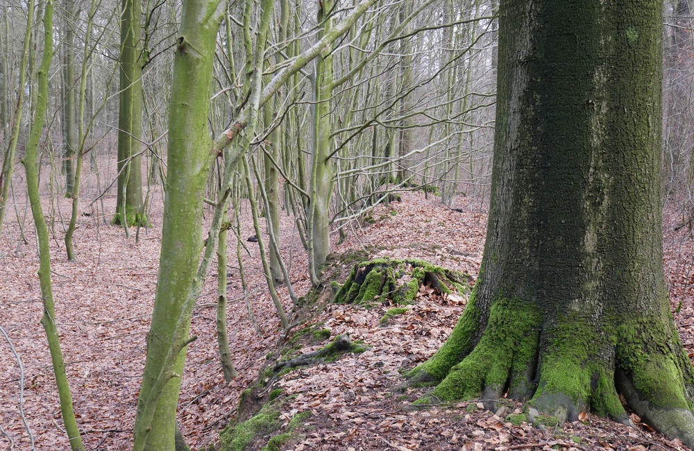 Grenswal wildbaan