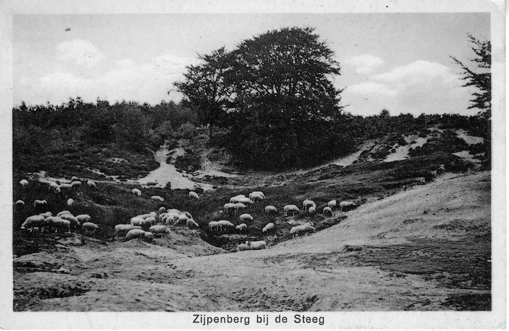 Schaapskudde bij de Zijpenberg