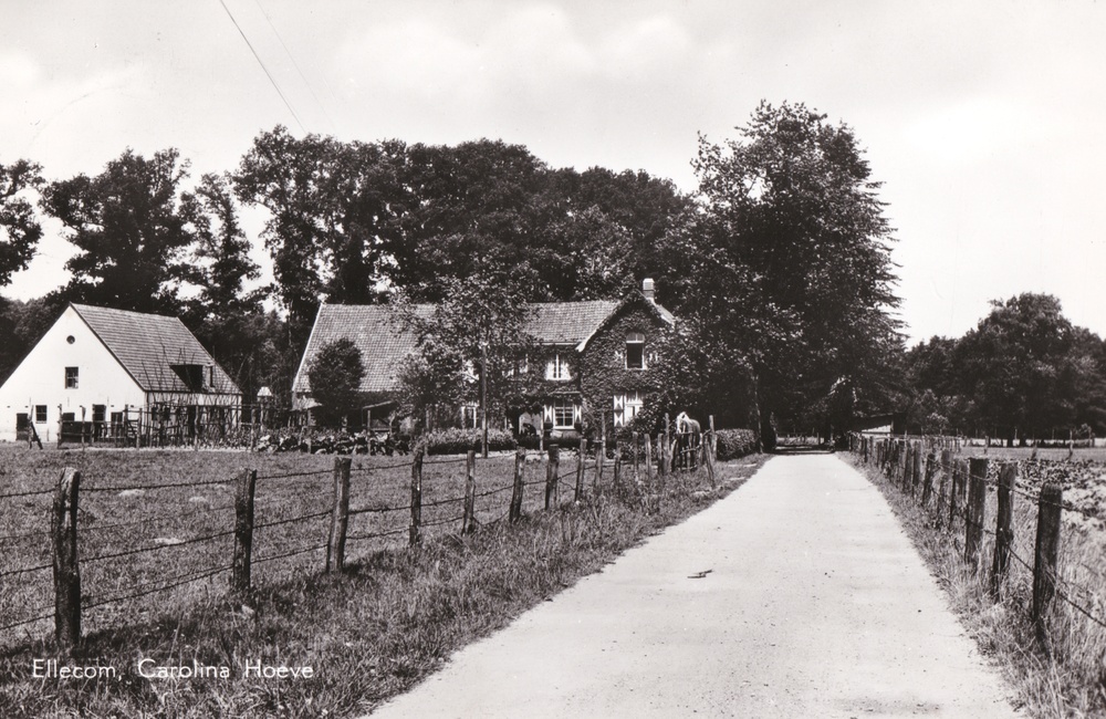 Carolinahoeve, ingekleurd - 1960