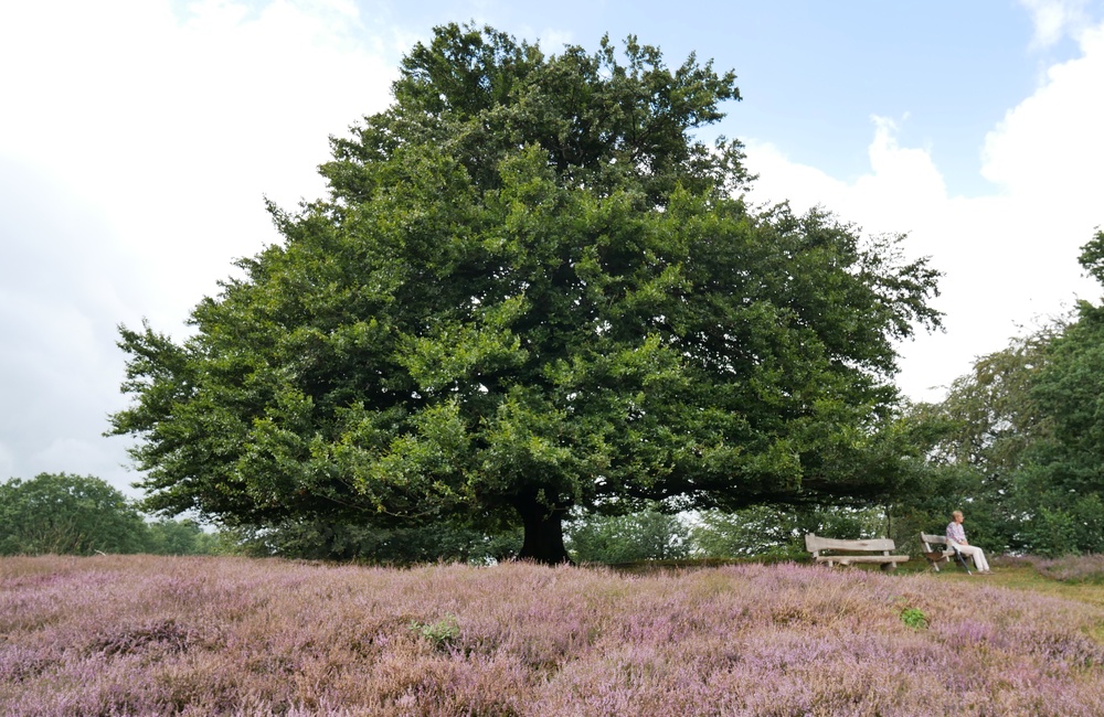 Kraaienberg met bloeiende heide - 2016