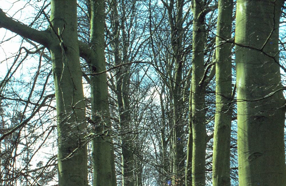 Koningslaan - 2010