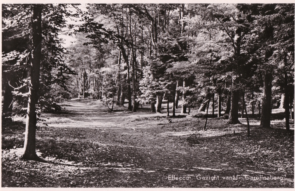 Carolinaberg - 1953