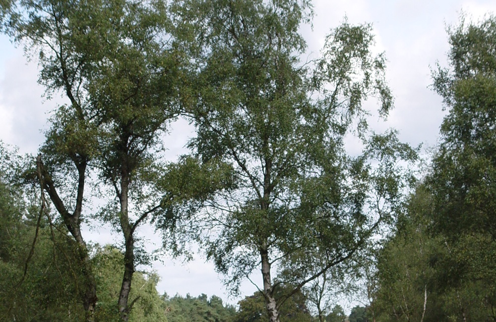 Zandweg De Tonnetjes 2007
