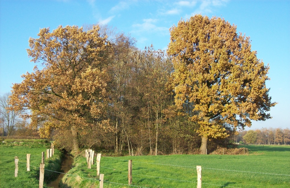 De Assenbeek nabij de Bockhorst