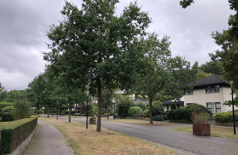 Een van de bochten in de laan  - 2026
