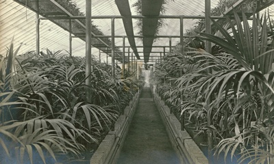 Palmenkweekerij