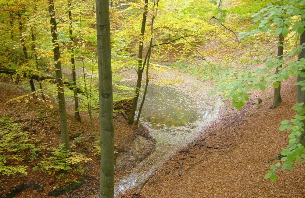 De sprengkop