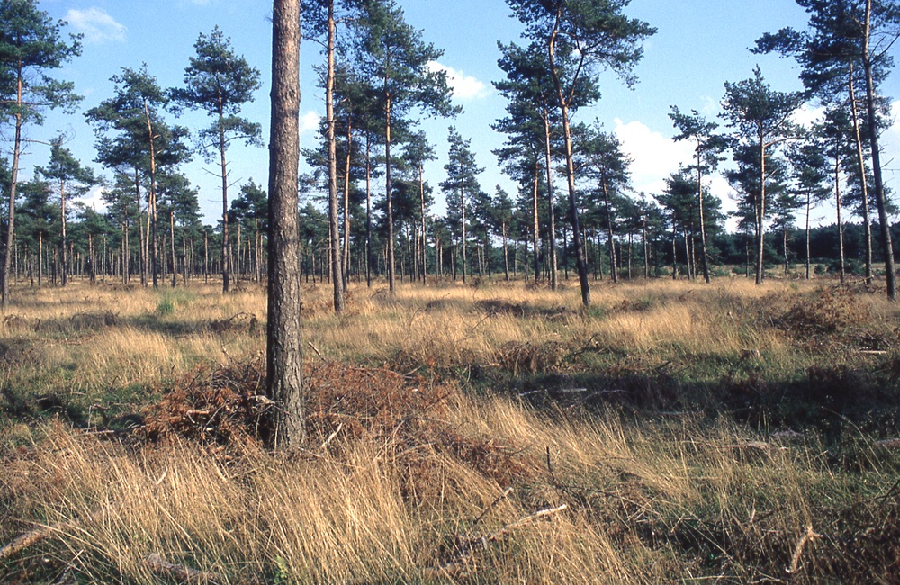 Beerenberg07 dunning van grove den 1994 WDW