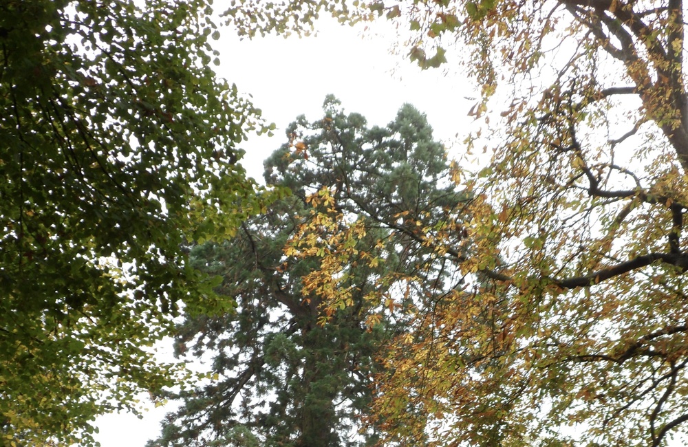 Park Klein Rosendael - middenin grote Sequoia
