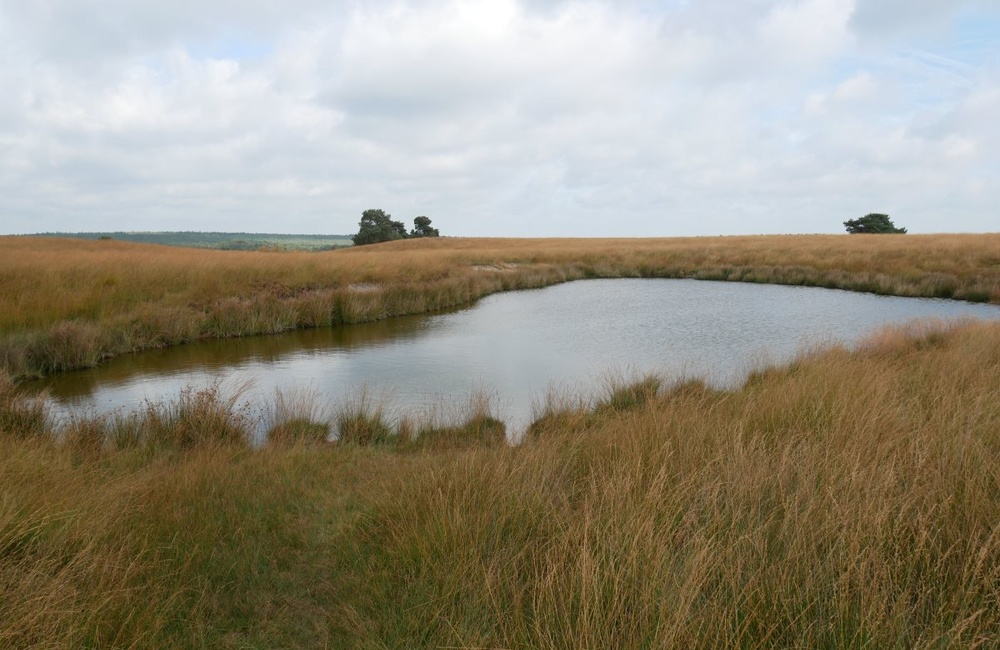 Doornstruuk - 2016