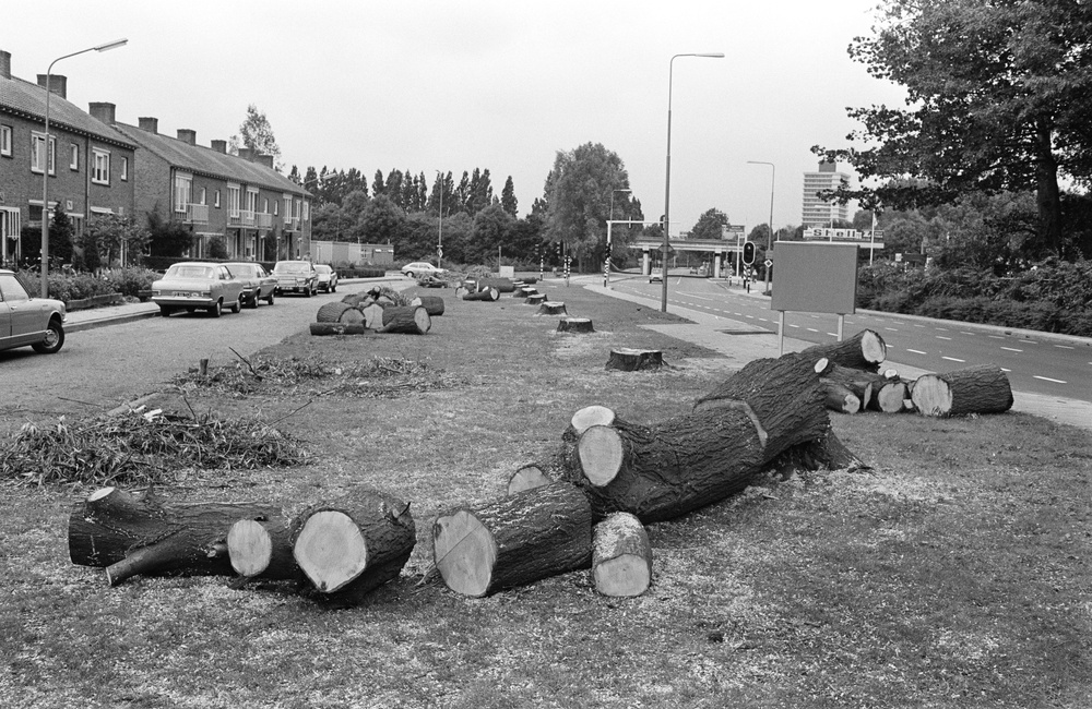Bomen kappen Larensteinseweg