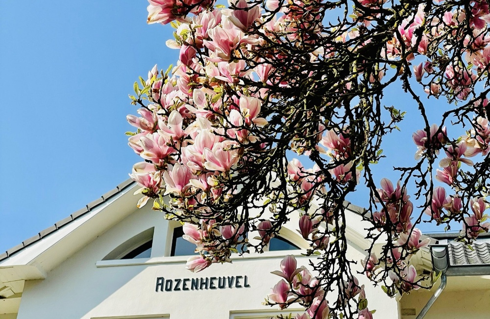 Magnifieke magnolia