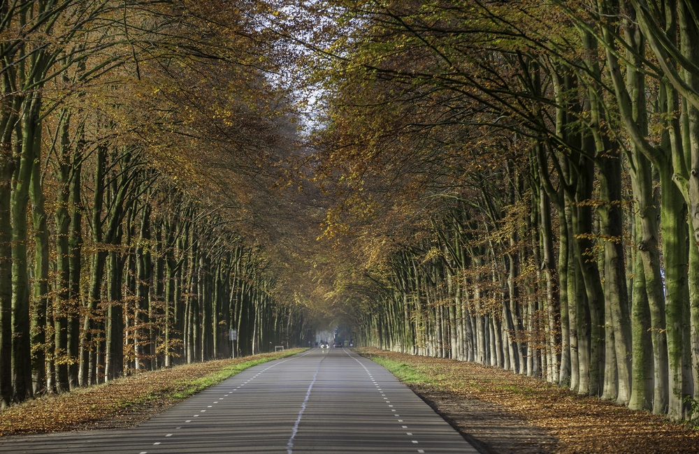 Middachterallee - 2015