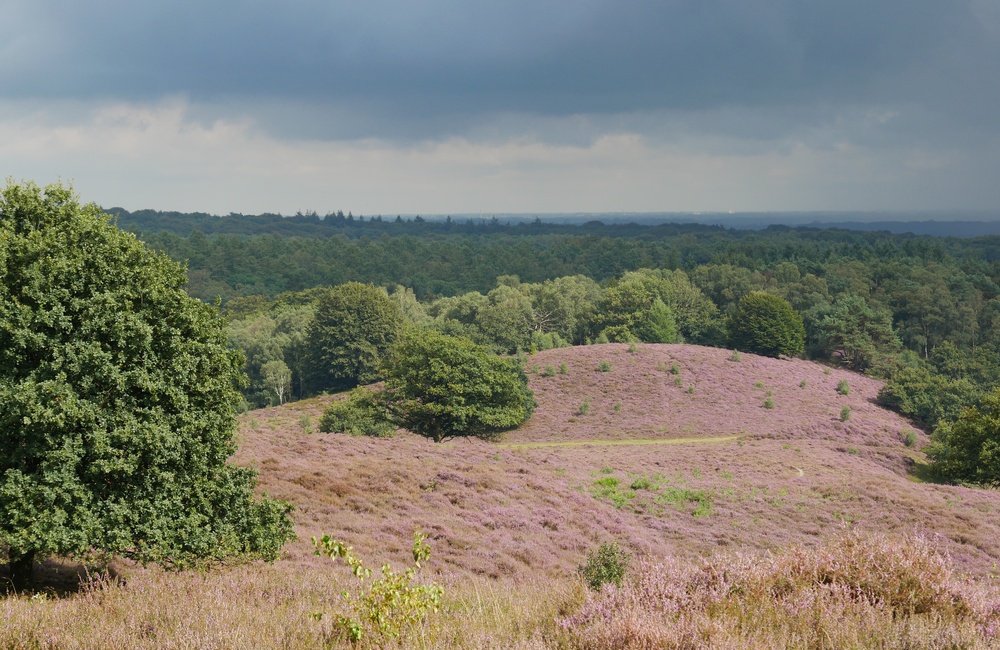 Kraaienberg - 2016