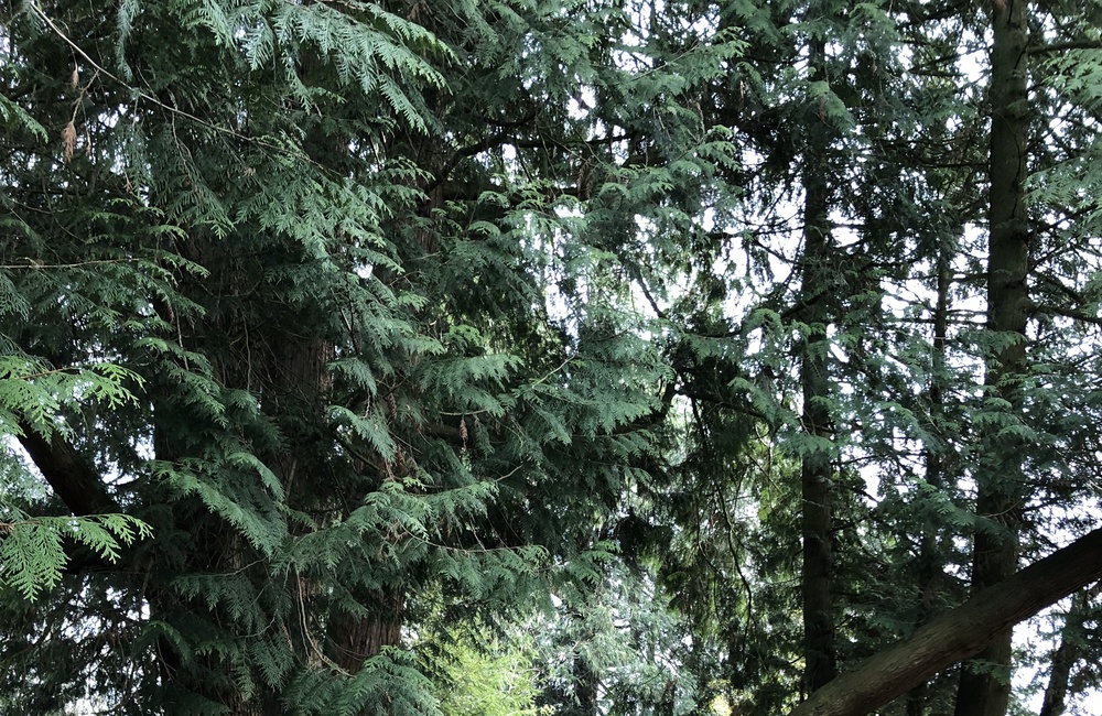 Wijdvertakte monumentale boom in voortuin