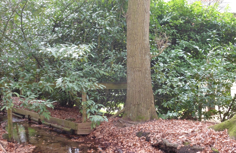 De opgeleide beek net voor de cascade